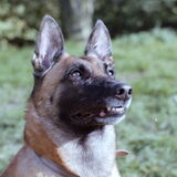 onze hond die we thuis hadden toen ik nog een klein meisje was Ze is 16…