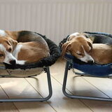 Twee van onze honden