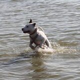 steeds meer lol in het water