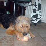 Foto van liesbeth,Turbo,Luna, Levi en Faith