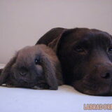 lief