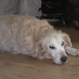 Simba 1 April XXX