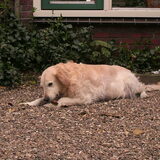een lekker droog brrodje zien weg te krijgen X