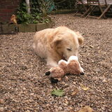 Simba 's nieuwe knuffel XXX