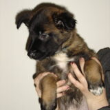 Foto van Janet & Boxers