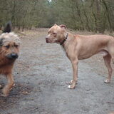 Foto van liesbeth,Turbo,Luna, Levi en Faith