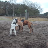 Foto van liesbeth,Turbo,Luna, Levi en Faith