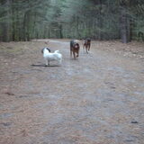 Foto van liesbeth,Turbo,Luna, Levi en Faith