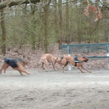 Foto van liesbeth,Turbo,Luna, Levi en Faith