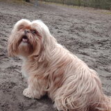 Foto van liesbeth,Turbo,Luna, Levi en Faith