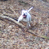 Foto van Melissa---Rocco&Lady
