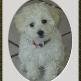 Dit is lizzy. Lizzy is een kruising tussen een Malthezer en een…