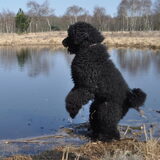 Foto van Mirjam en Curly Koda