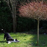 19 maart 2009 en een heerlijk zonnetje... Hier begint Spike met zich…