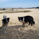 Roos en Taz