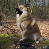 Jente op boomstam
