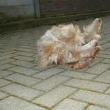 Daisy rolt maar eens over de bal heen. Doet ze vaker, over de bal rollen