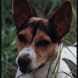 Een jonge Dixie