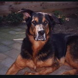 Sandor 2003