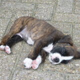dit is mijn hond als pup bij de fokker