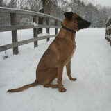 Foto van Vrouwtje van Denzel en Diva (R.I.P. Dixie)