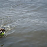 Kruising waterrat