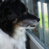 Waakhond ^^