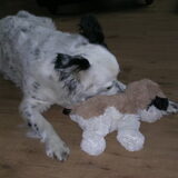 Flipse heeft buit...grrr....X