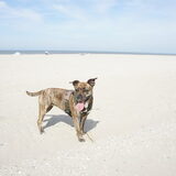 sky op het strand bij hoek van holland
