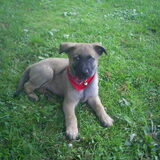 Spike, Op deze foto 8 weken oud.