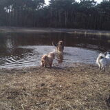 Foto van liesbeth,Turbo,Luna, Levi en Faith