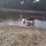 Foto van liesbeth,Turbo,Luna, Levi en Faith