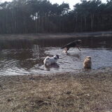 Foto van liesbeth,Turbo,Luna, Levi en Faith