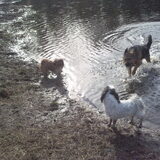 Foto van liesbeth,Turbo,Luna, Levi en Faith