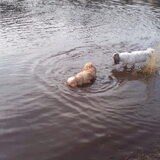 Foto van liesbeth,Turbo,Luna, Levi en Faith
