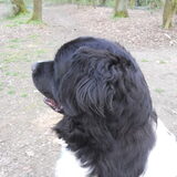 reina's mooie koppie