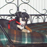 dit is maylo de hond van mijn zoon.kruising chichuachua en pinscher