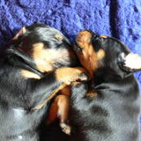 Samen slapen, Info 0032(0)495/540109
