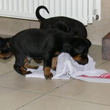 Helpen dweilen INFO:0032(0)495/540109