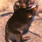 Dexter is geboren!