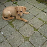 Foto van stefanie