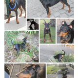 Foto van Marleen , Blacky & Justy