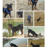 Foto van Marleen , Blacky & Justy