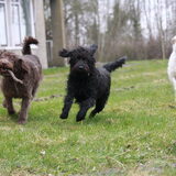 Onze drie doodles in actie
