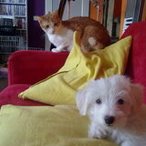 Dit is een foto van Bella samen met onze oudste kat Dammès. Nog een…