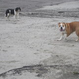 Foto van luna en baasje michal
