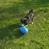 woody en zijn running egg