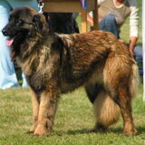 Spel -- Cão da Serra da Estrela