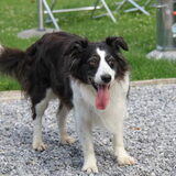 Stella