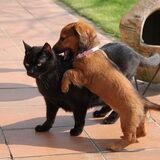 Thinka als pup met de oudste poes Jorgo. Dit is haar favoriet!